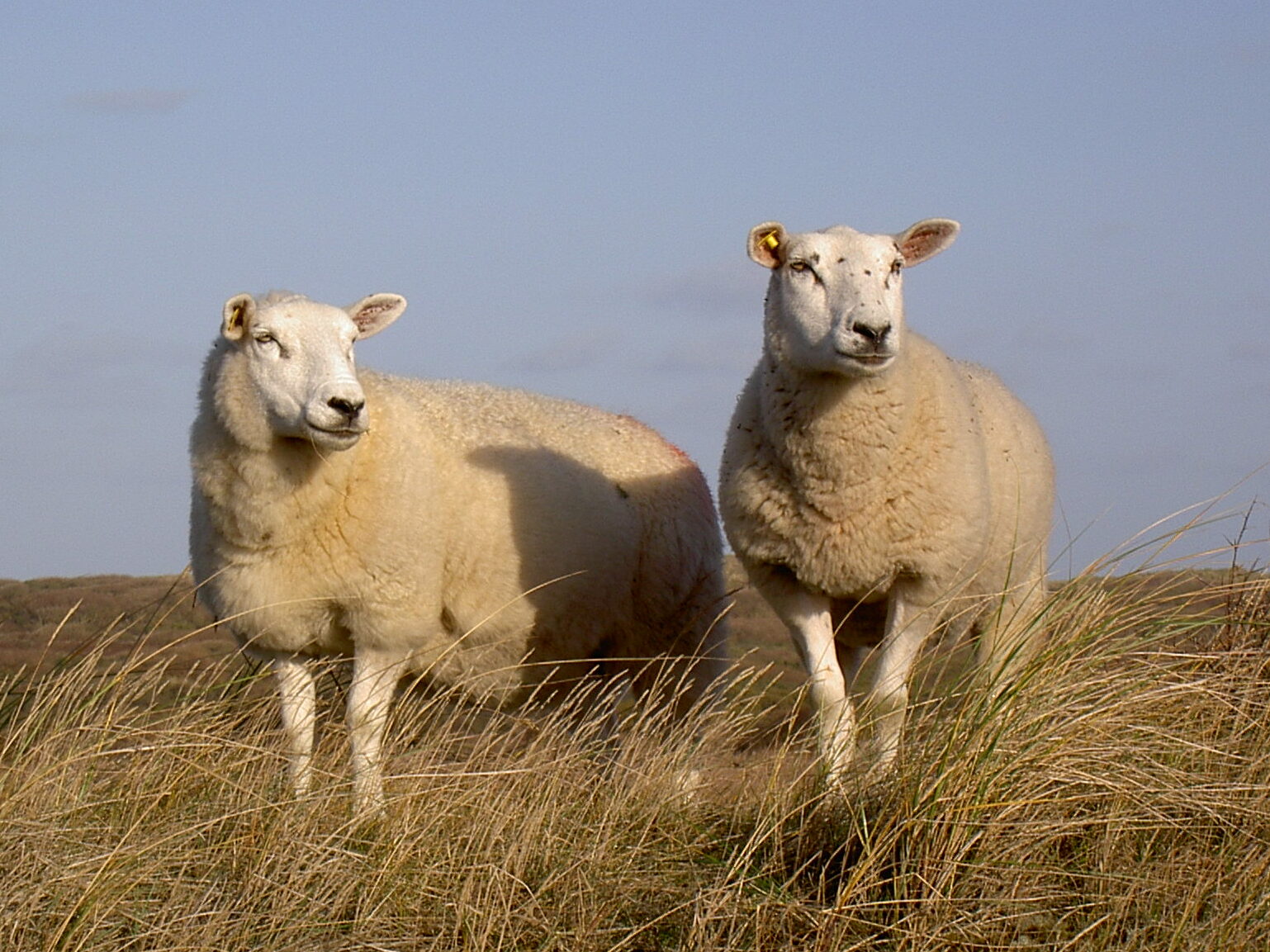 Texel Sheep